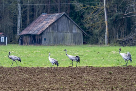 EK 7 metų biudžete siūlo 302 mlrd. eurų rezervuoti kaimo plėtrai ir žuvininkystei