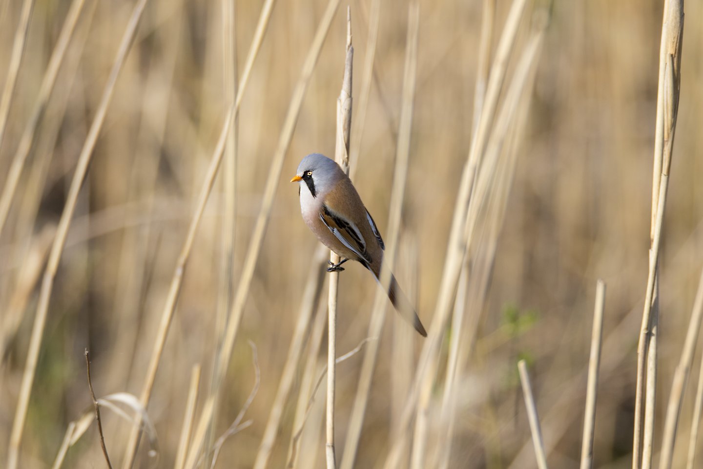 Ūsuotoji zylė.<br>M.Karlono nuotr.