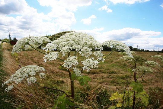 Sodininkai susirūpinę – sosnovskio barščiai užkariauja ne tik apleistus sklypus