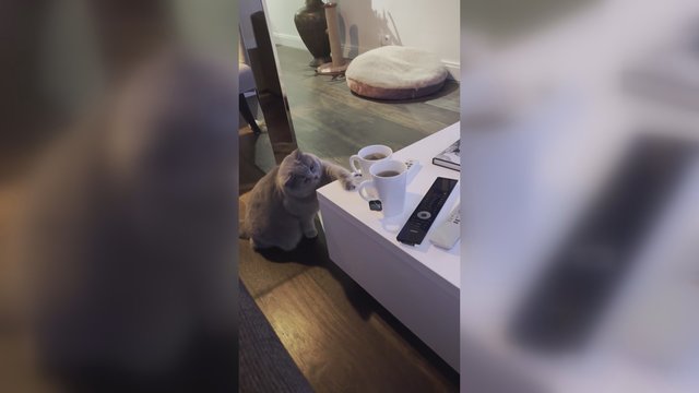 Katino smalsumas nugalėjo: žaidimas arbatos puodeliu virto karštu pavojumi