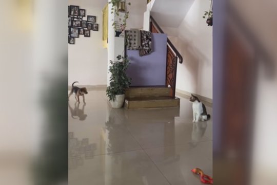 Žaisti gaudynių gali ir akli katinai: svarbiausia – geras pagalbininkas