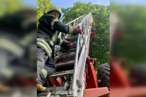 Kėdainių r. – įtempta katino gelbėjimo operacija: medyje išsirinko pačią pavojingiausią vietą