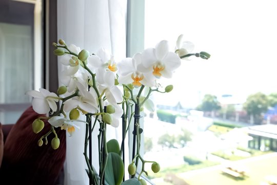Pasidalijo slaptu receptu orchidėjoms: žydės gausiai ir ypač dažnai