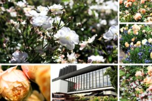 Trys Baltijos sostinės varžosi dėl gražiausio gėlyno: štai, ką pristatė Vilnius