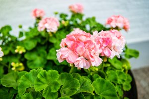 Kodėl nežydi pelargonijos: 5 klaidos, trukdančios žiedams pražysti