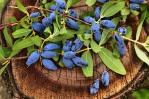 Lietuvoje auga ypatinga uoga: mažina kraujospūdį, sustiprina akis ir saugo nuo vėžio