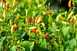 Patręškite pipirus šia priemone – derlius bus milžiniškas: skirtumą pajusit labai greit