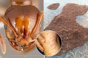 Baimę keliantis „frankenšteinas“: ugninių skruzdžių hibrido JAV nestabdo net šaltis