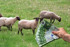 Už tokį poilsį suomiai kloja šimtus eurų: gano avis ir gyvena be elektros energijos