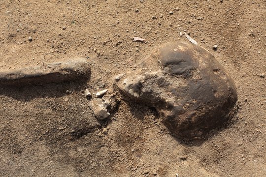 Vilniaus r. rasta žmogaus kaukolė ir kaulų fragmentai