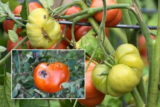 Pomidorus puola klastinga liga, galinti nusinešti visą derlių: pasakė, ko skubiai griebtis