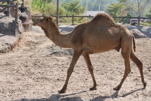 Pakistane smarkiai suluošintam kupranugariui pritaikytas kojos protezas