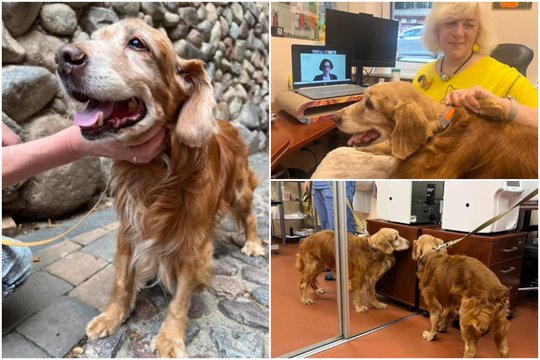 Visą Lietuvą sukrėtusio šunelio Gauso istorijoje – ypatingas įvykis: „Jis turi kažkokių nešuniškų galių“