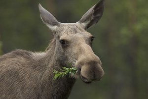 Briedės pabėgimo istorija jau tapo legenda: vokiečiai praminė „laukine Olga“