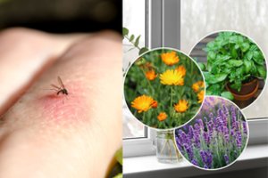 Padėkite šiuos augalus ant palangės – ir uodai daugiau nebepateks į jūsų namus