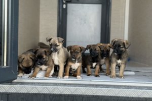 Tyrimas atskleidė, kaip lietuviai renkasi augintinius – rezultatai kelia nerimą