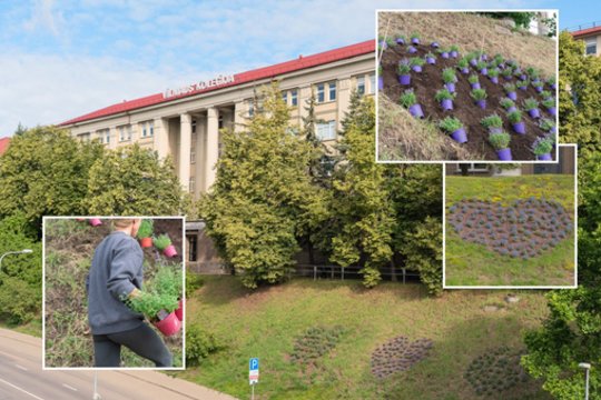 Vilniaus kolegijos dovana sostinei – žydinčios širdys Neries krantinėje