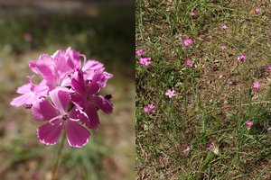 Veisiejų regioniniame parke – nauja šiai vietai rūšis: iškart rasta apie 50 augalų