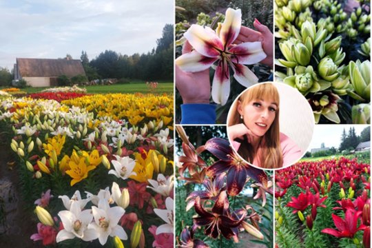 Almantės kieme pražydo 5 tūkstančiai lelijų: atskleidė, ką daro kitaip nei visi