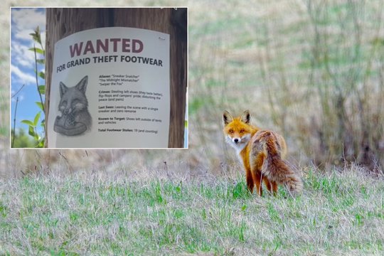 Lapė atsidūrė „ieškomų sąraše“: iš parko lankytojų nugvelbė 32 poras batų