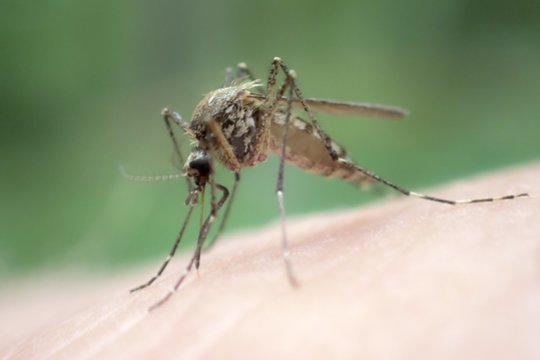 Mokslininkė atsakė, kodėl šiuo metu tiek daug uodų: koks veiksmingiausias būdas juos nubaidyti?