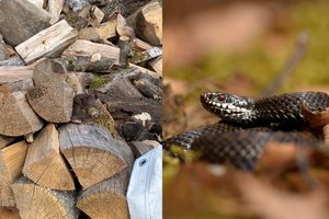 Rolando kaimynė – angis: ne tik pats sugyvena, bet turi prašymą ir kitiems