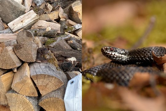 Rolando kaimynė – angis: ne tik pats sugyvena, bet turi prašymą ir kitiems