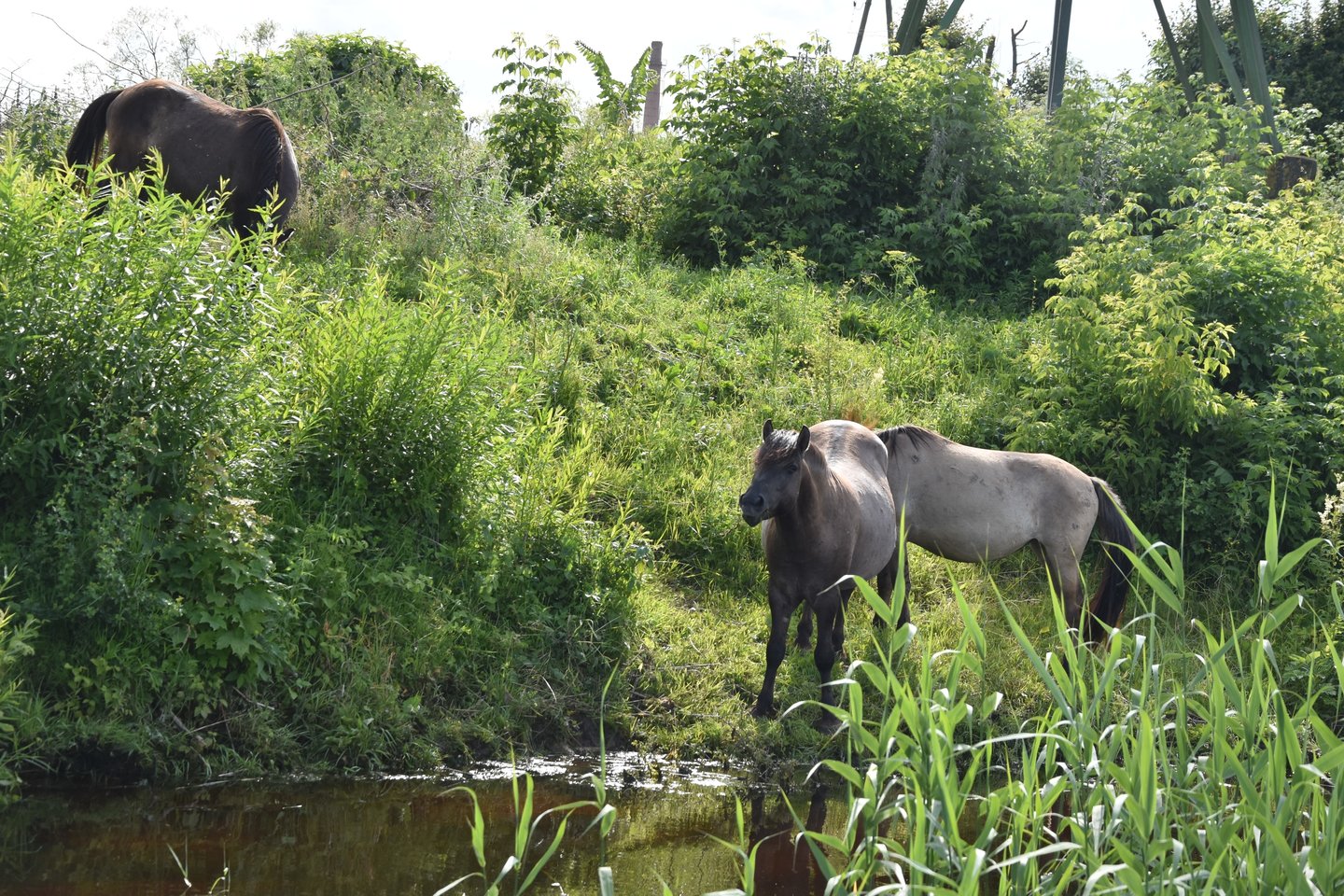 Jelgava – iš laivo denio.<br>A.Srėbalienės nuotr.