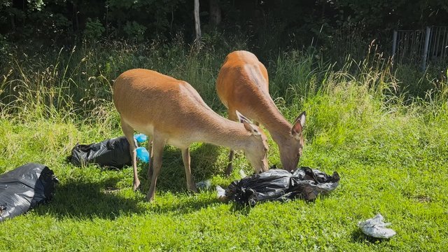 Netikėtos lankytojos Zakopanės centre: vis dažniau užfiksuojamos stirnos