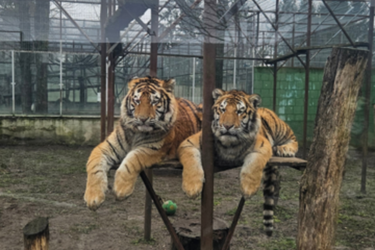 Įspėja lankytojus – dėl pažeidimų laikinai apribojamas patekimas į zoologijos sodą