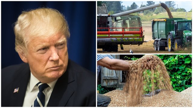 Šių metų derlius gali būti rekordinis, tačiau koją kiša ne gamtos pokštai: atsakė, kuo dėtas D. Trumpas