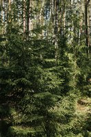 Skuodo rajone iškirsta 12 eglių: nustatė, kiek siekia žala aplinkai 