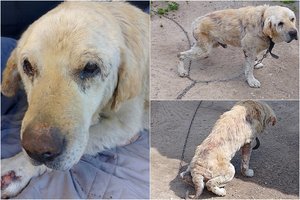 Per savaitę – du šokiruojantys atvejai: vieno šuns plaštaka sutraiškyta, kitas – visiškai išplikęs