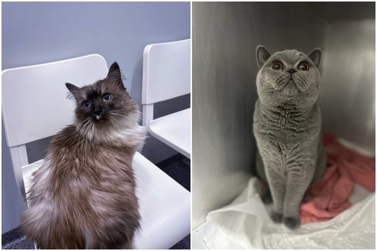 Ar jūsų katė turi šlapimo kristalų ar pūslės akmenų? Pavojai, priežastys ir sprendimai