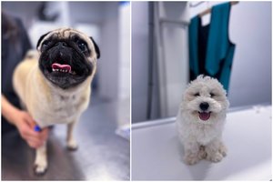 10 dažniausių priežasčių, kodėl jūsų šuo knarkia