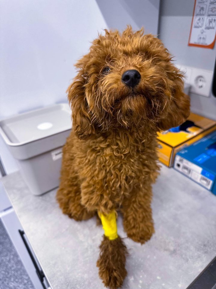 Dažnai knarkimas nėra pavojingas, tačiau kartais jis gali įspėti apie rimtesnes sveikatos problemas.