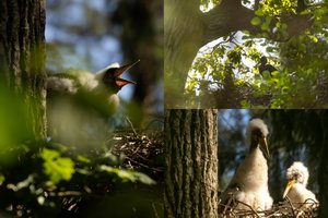 Patikrinę itin retų paukščių lizdus rado malonią staigmeną: aptikti net 6 jaunikliai