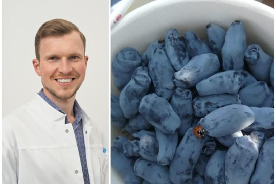 Uogos – ne tik saldi pramoga: gydytojas įvardino, kokios naudingesnės net už braškes, mėlynes ar avietes