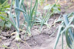 Kaip išgelbėti svogūnų derlių, kai lietūs pila kasdien? Delsti pavojinga