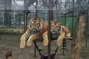 Skandalas dėl Klaipėdos zoologijos sodo tęsiasi: tarnybos paėmė 30 gyvūnų