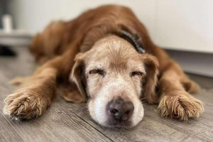 Dėl žiauriai sumušto ir gyvo užkasto šunelio Gauso – naujausios žinios