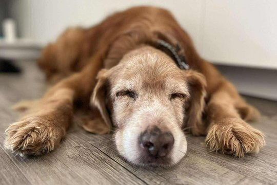 Dėl žiauriai sumušto ir gyvo užkasto šunelio Gauso – naujausios žinios