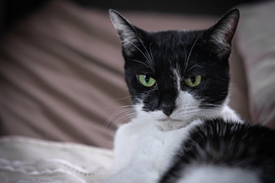 Paliko katę draugės priežiūrai ir nebegalėjo jos atgauti: po dvejų metų – teismo sprendimas