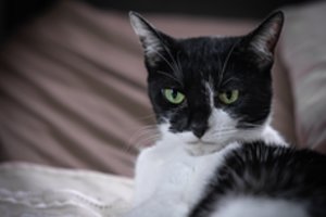 Paliko katę draugės priežiūrai ir nebegalėjo jos atgauti: po dvejų metų – teismo sprendimas