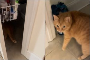 Įtartini garsai iš virtuvės privertė moterį sunerimti: užfiksavo katiną su įkalčiais