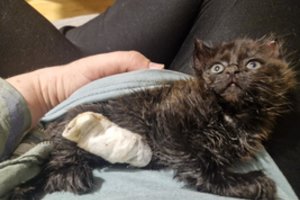 Išmestam kačiukui – kraupi išgyvenimo pamoka: puolė varnos, vos netapo jų užkandžiu