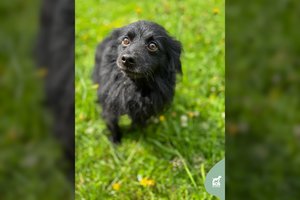 Gyvenimo nelepintas šunelis trokšta namų, kuriuose būtų vienintelis numylėtinis