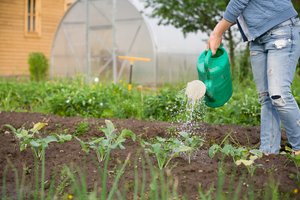 Kodėl šaukštas netinka trąšoms matuoti? Nes yra geresnis būdas – tikslus ir paprastas