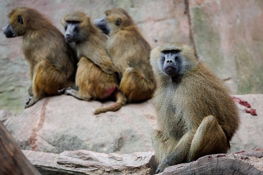 Zoologijos sode dėl vietos trūkumo – pavianų žudynės: gyvūnų gynėjai pasiuto