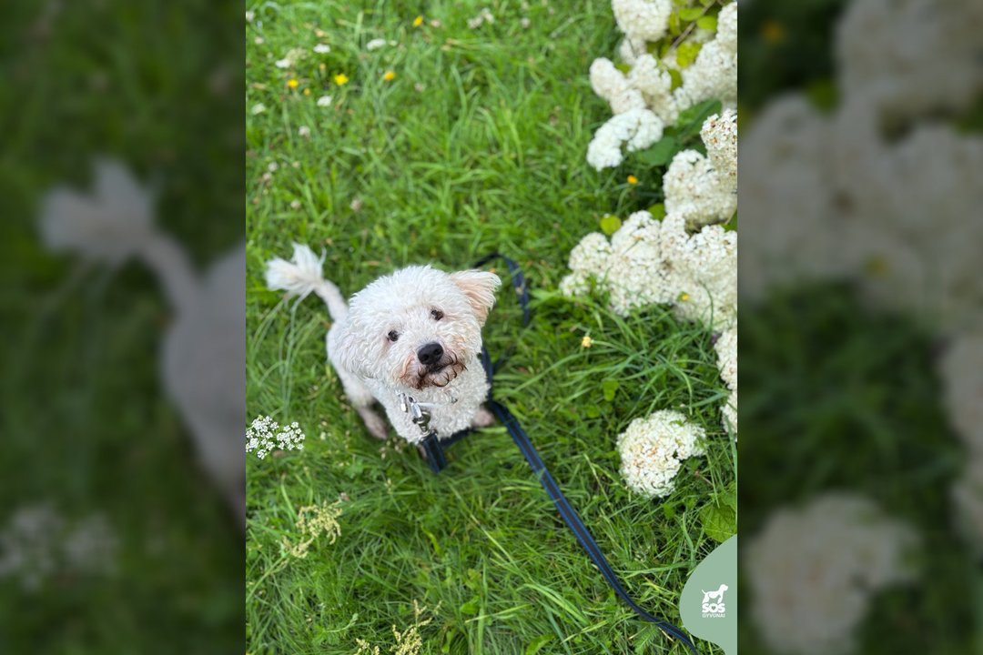 8 kg meilės ir nuotykių laukia pačių geriausių šeimininkų, su kuriais leisis tyrinėti pasaulio